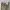Dickies Casual Casual pants Pria khaki photo 3