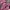 The North Face Sportswear Windbreaker Pria pink photo 2