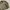 Carhartt Casual Harrington jacket Pria tan photo 4