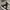 Carhartt Casual Harrington jacket Pria tan photo 5
