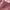 Longchamp Luxury Casual Tote bag Wanita white pink photo 6