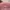 Longchamp Luxury Casual Tote bag Wanita white pink photo 5