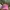 Von Dutch Streetwear Y2K Hat Wanita pink photo 2
