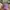 Von Dutch Streetwear Y2K Hat Wanita purple photo 1