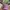 Von Dutch Streetwear Y2K Hat Wanita Purple