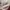 Von Dutch Streetwear Y2K Hat Wanita purple photo 5