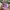 Von Dutch Streetwear Y2K Hat Wanita purple photo 2
