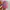Von Dutch Streetwear Y2K Hat Wanita pink blue photo 3