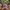 Von Dutch Vintage Y2K Hat Wanita pink brown photo 1