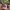 Von Dutch Vintage Y2K Hat Wanita pink brown photo 2