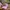 Von Dutch Y2K Grunge Hat Wanita pink photo 1