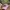Von Dutch Y2K Grunge Hat Wanita Pink