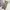 Nike ACG Vintage Casual Casual pants Pria tan photo 3