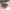 VANS Skater Casual Sneakers Pria white tan photo 5