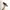 VANS Skater Casual Sneakers Pria white tan photo 1