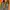 Adidas Streetwear Sportswear Pria green tan photo 4