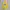 Pancoat Vintage Streetwear Hoody Pria Yellow