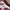 Cardinal Y2K Sportswear Jersey Pria white photo 2
