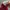 Nike Sportswear Casual Windbreaker Pria burgundy red photo 4