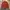 Beverly Hills Polo Club Casual Harrington jacket Pria red photo 1