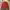 Beverly Hills Polo Club Casual Harrington Jacket Pria Red