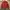 Beverly Hills Polo Club Casual Harrington jacket Pria red photo 3
