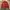 Beverly Hills Polo Club Casual Harrington jacket Pria red photo 4