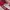 Casual Bra Wanita red photo 6