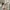 Dickies Vintage Reworked Pria tan photo 5