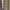 Dickies Vintage Reworked Pria tan photo 7