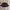 Michiko Koshino Luxury Hat Pria Brown