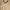 Minimalist Babydoll dress Wanita gold cream photo 2