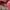 Streetwear Skater Windbreaker Pria red black photo 5