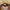 Dig Deep Avant Garde Crop top Wanita tan photo 4
