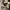 Prada Luxury Midi dress Wanita tan cream photo 5