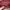 Chanel Casual Tas dompet Wanita burgundy photo 7