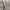 Dunlop Sportswear Casual Harrington jacket Pria tan photo 2