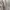 Dunlop Sportswear Casual Harrington Jacket Pria Tan