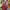 Muslim Maxi dress Wanita pink photo 1