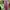 Muslim Maxi Dress Wanita Pink