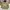 Uniqlo Vintage Y2K Windbreaker Pria cream photo 1