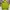 Uniqlo Vintage Y2K Windbreaker Pria green photo 2