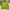Uniqlo Vintage Y2K Windbreaker Pria green photo 1