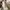 Skechers Streetwear Sportswear T-shirt Pria white photo 4
