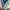 Uniqlo Skater Casual Casual shirt Pria white navy photo 6