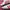 Adidas Streetwear Casual Sneakers Pria white red photo 2