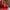 Michael Kors Minimalist Backpack Wanita red photo 2