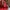 Michael Kors Minimalist Backpack Wanita Red