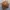 MCM Minimalist Crossbody Bag Wanita Brown