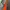 Noir Sur Blanc Sportswear Track jacket Pria orange gray photo 4